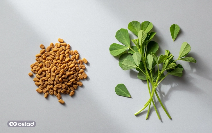 شنبلیله (Fenugreek)