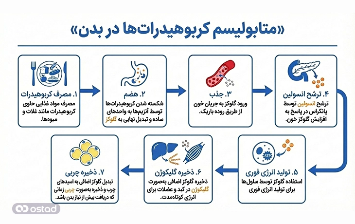 عملکرد کربوهیدرات در بدن