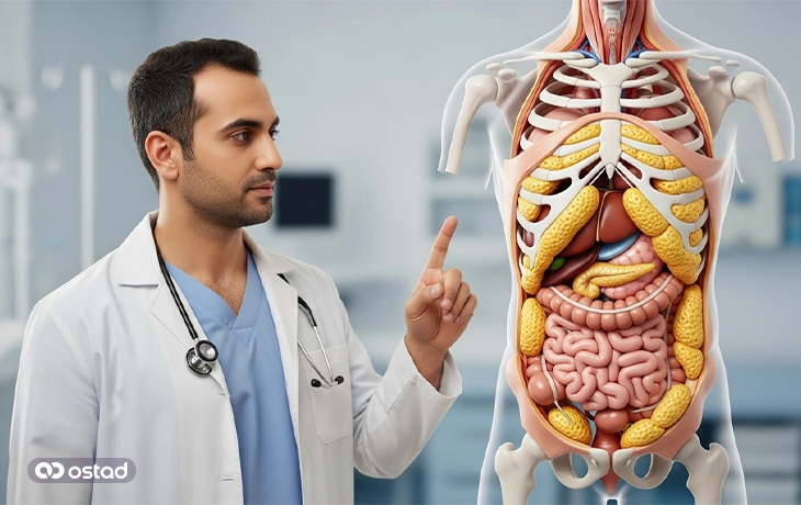 محل‌های تجمع چربی احشایی