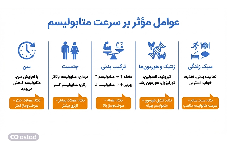 عوامل مؤثر بر سرعت متابولیسم