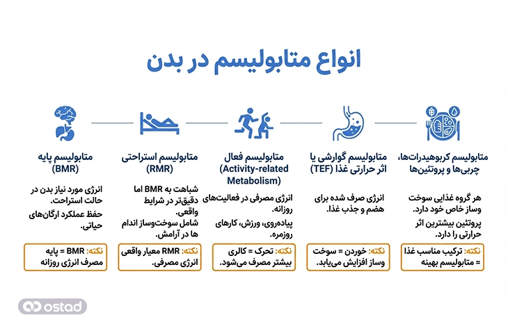 انواع متابولیسم در بدن