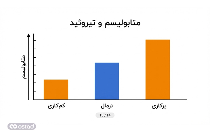 نمودار تاثیر متابولیسم بر تیروئید