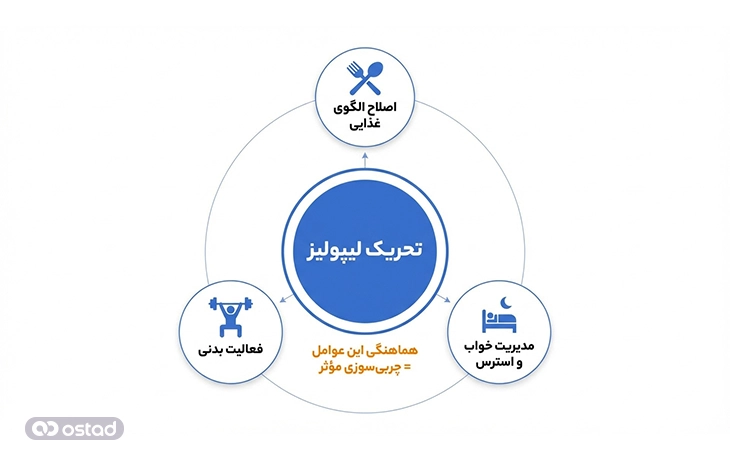 اینفوگرافی آموزش راهکارهای علمی برای تحریک لیپولیز