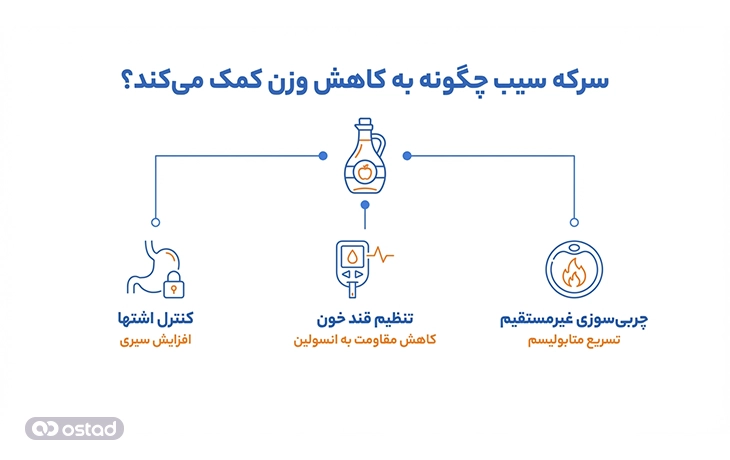 عکس اینفوگرافی آموزش سرکه سیب چگونه به کاهش وزن کمک می‌کند؟