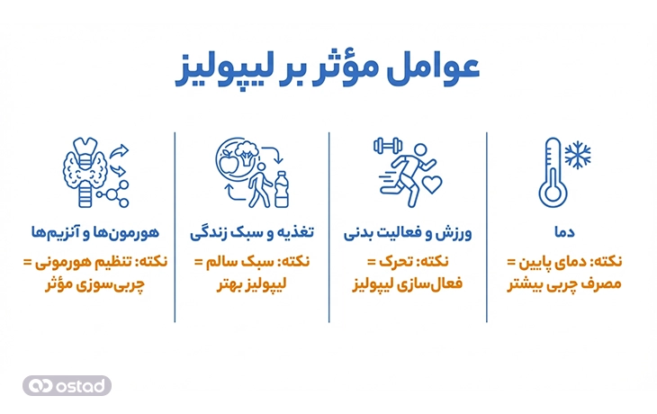 اینفوگرافی آموزش عوامل مؤثر بر لیپولیز