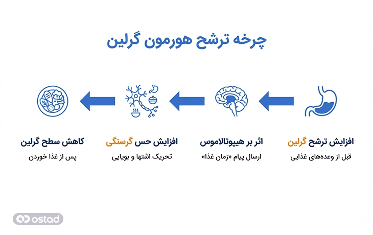 اینفوگرافیک چرخه ترشح هورمون گرلین