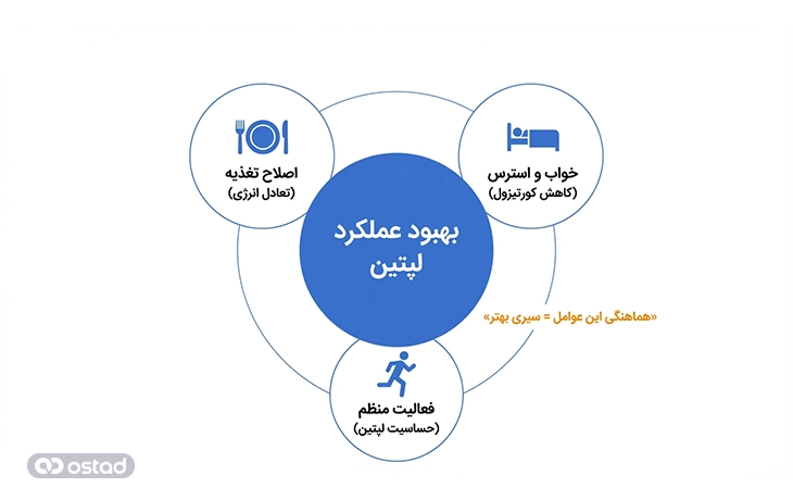 اینفوگرافی آموزش راهکار‌های علمی برای بهبود عملکرد لپتین