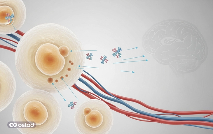 عکس آموزشی چگونگی ساختار و تولید لپتین