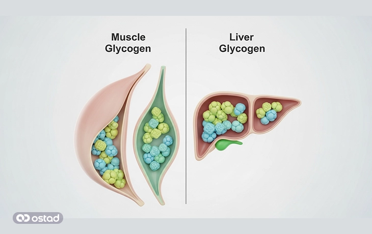 عکس مقایسه تفاوت‌های گلیکوژن عضلانی و گلیکوژن کبدی