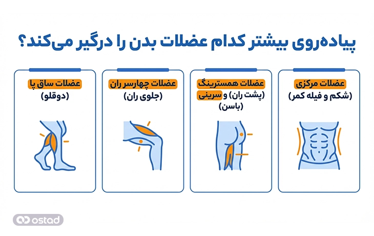 پیاده‌روی بیشتر کدام عضلات بدن را درگیر می‌کند؟