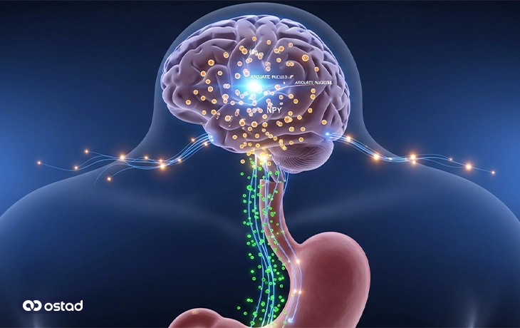 فرایند ترشح NPY در بدن