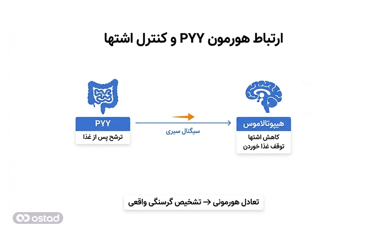 اینفوگرافی آموزش ارتباط هورمون PYY و کنترل اشتها