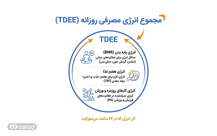 تفاوت BMR با TDEE چیست؟