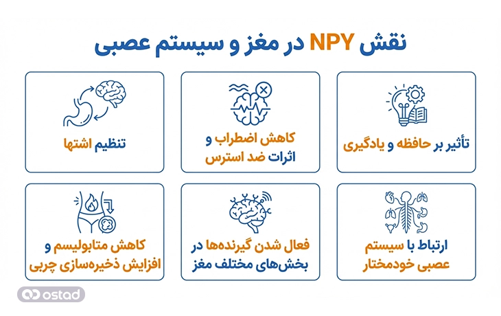 نقش NPY در مغز و سیستم عصبی