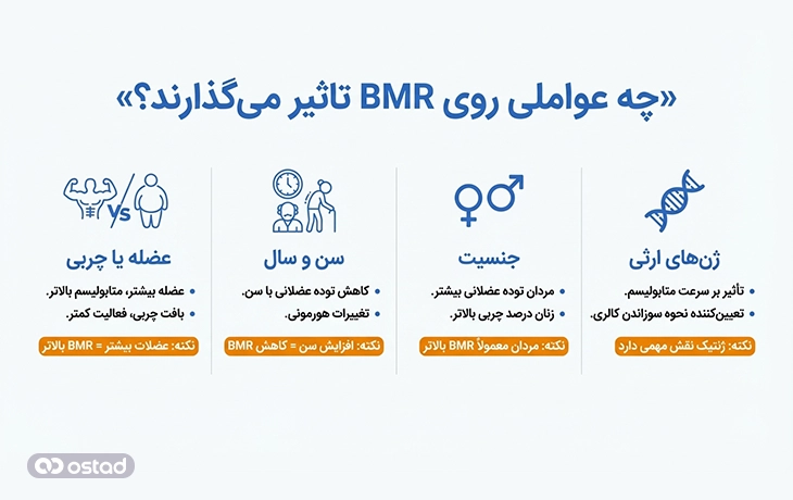 چه عواملی روی BMR تاثیر می‌گذارند؟
