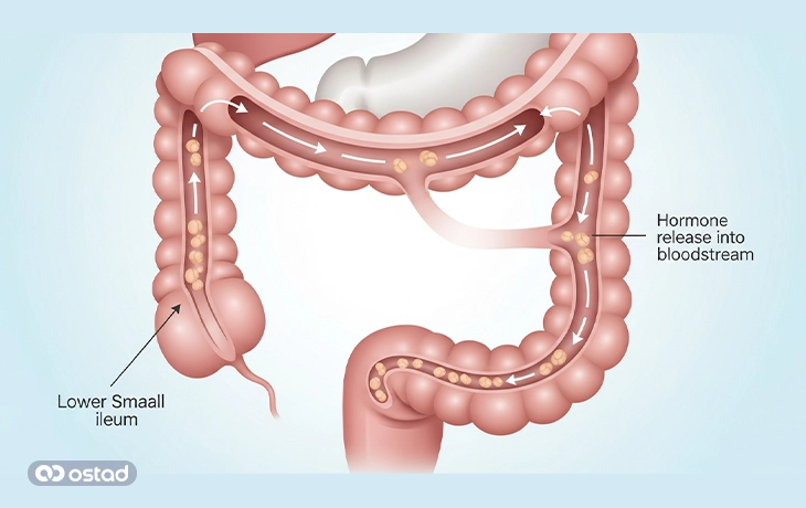 عکس آموزشی توضیح اینکه هورمون PYY چگونه تولید می‌شود و در کجای بدن ترشح می‌شود؟