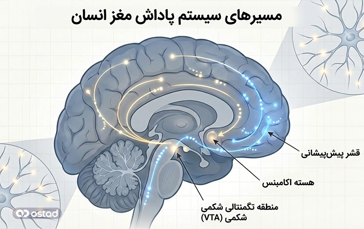اجزای اصلی سیستم پاداش
