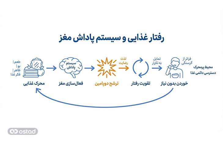 نمودار توضیح ارتباط سیستم پاداش مغز با رفتار غذایی