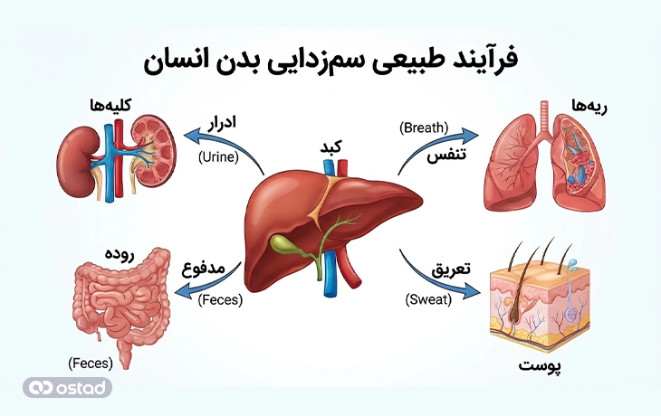 فرآیند سم‌زدایی بدن به طور طبیعی چگونه انجام می‌شود؟