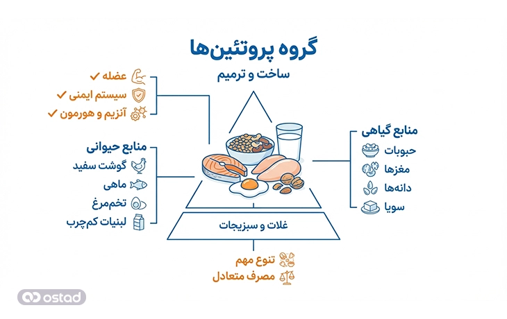اینفوگرافی گروه پروتئین‌ها در هرم غذایی