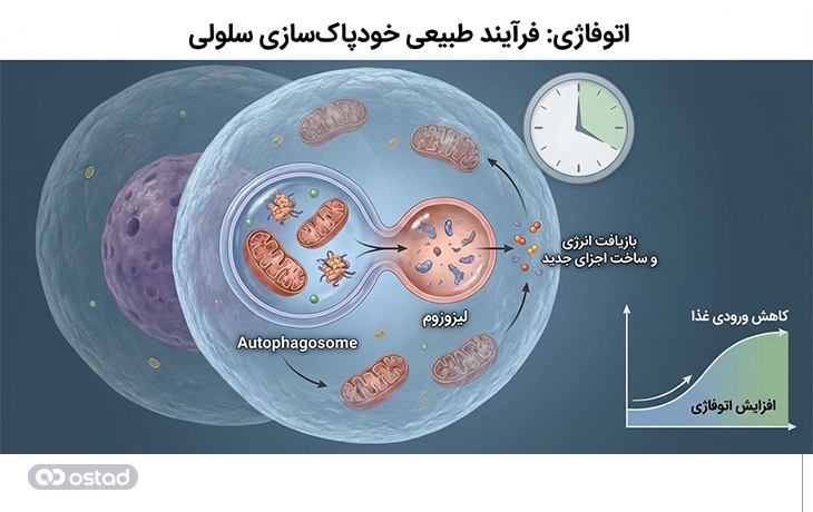 اتوفاژی چگونه در بدن فعال می‌شود؟