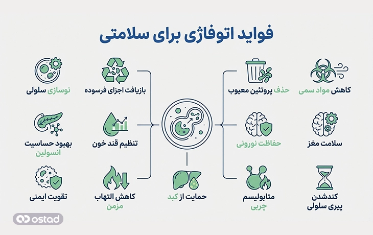 اینفوگرافی فواید اتوفاژی برای سلامتی