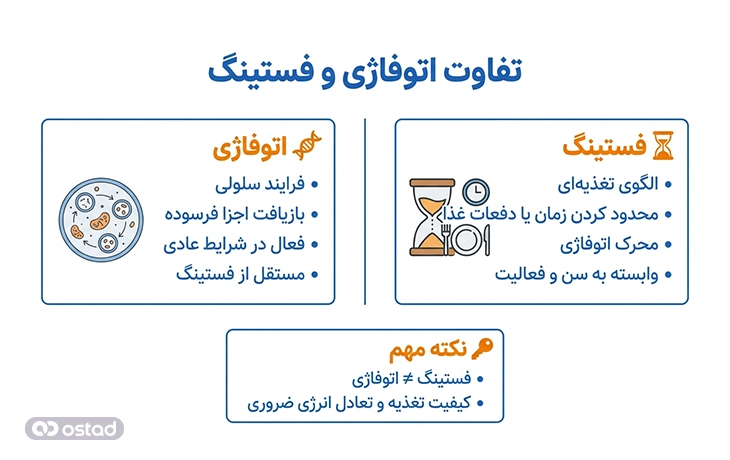تفاوت اتوفاژی با رژیم فستینگ چیست؟