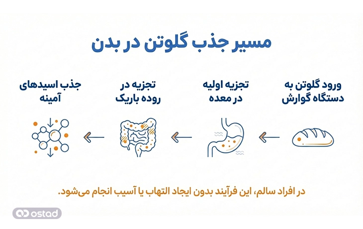 مسیر جذب گلوتن در بدن