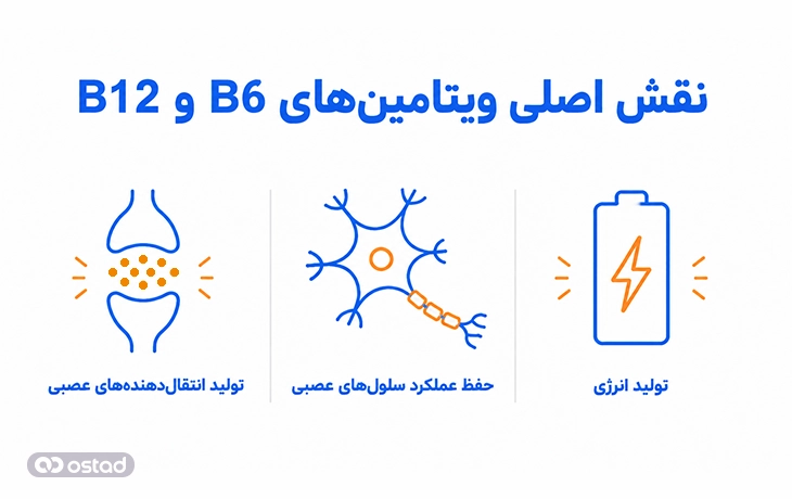 نقش اصلی ویتامین‌های B6 و B12