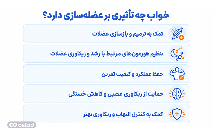 خواب چه تأثیری بر عضلهسازی دارد؟
